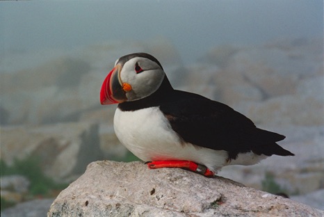 Atlantic Puffin - NHP183